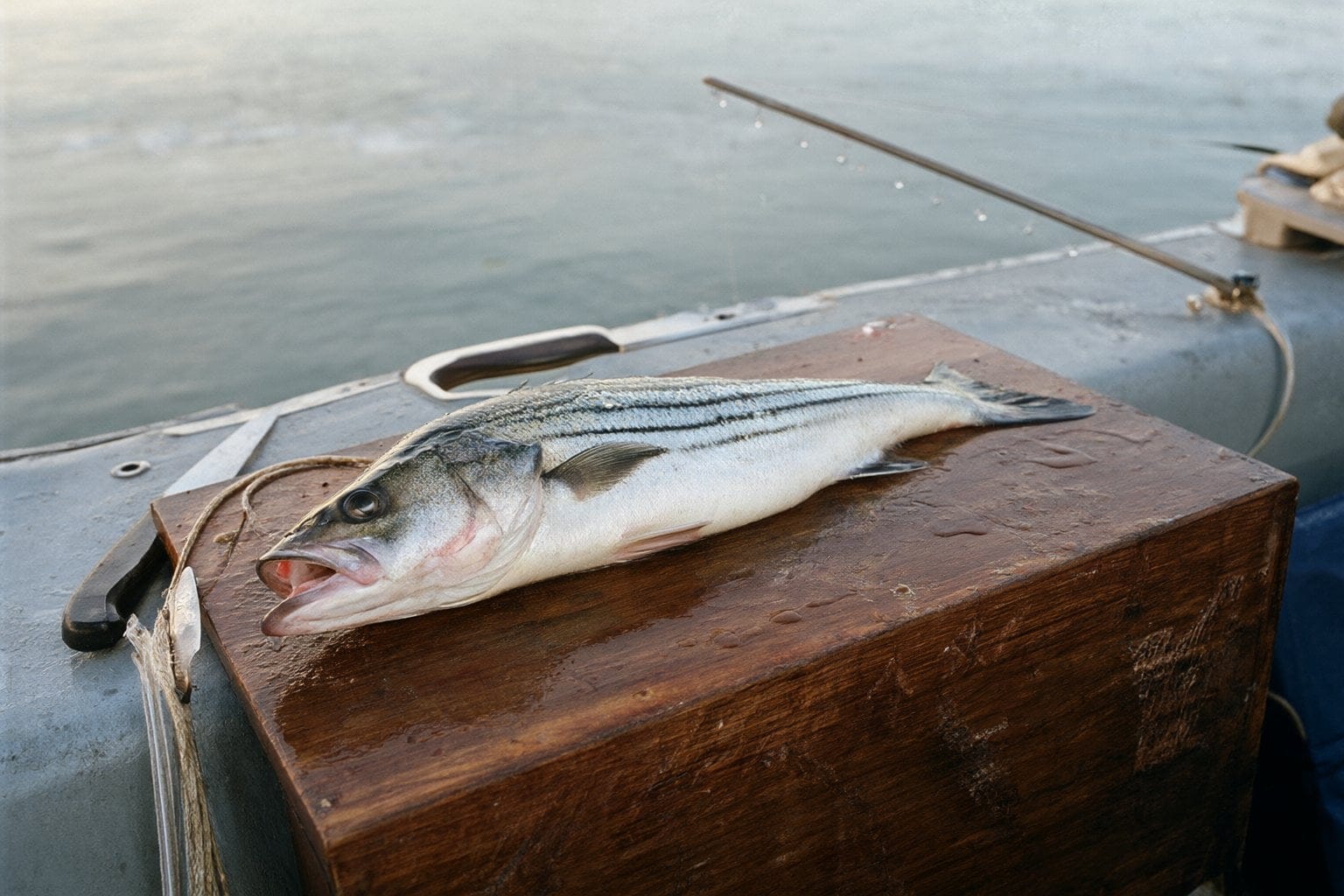 Illustration: a striped bass on a wooden board aboard a small boat